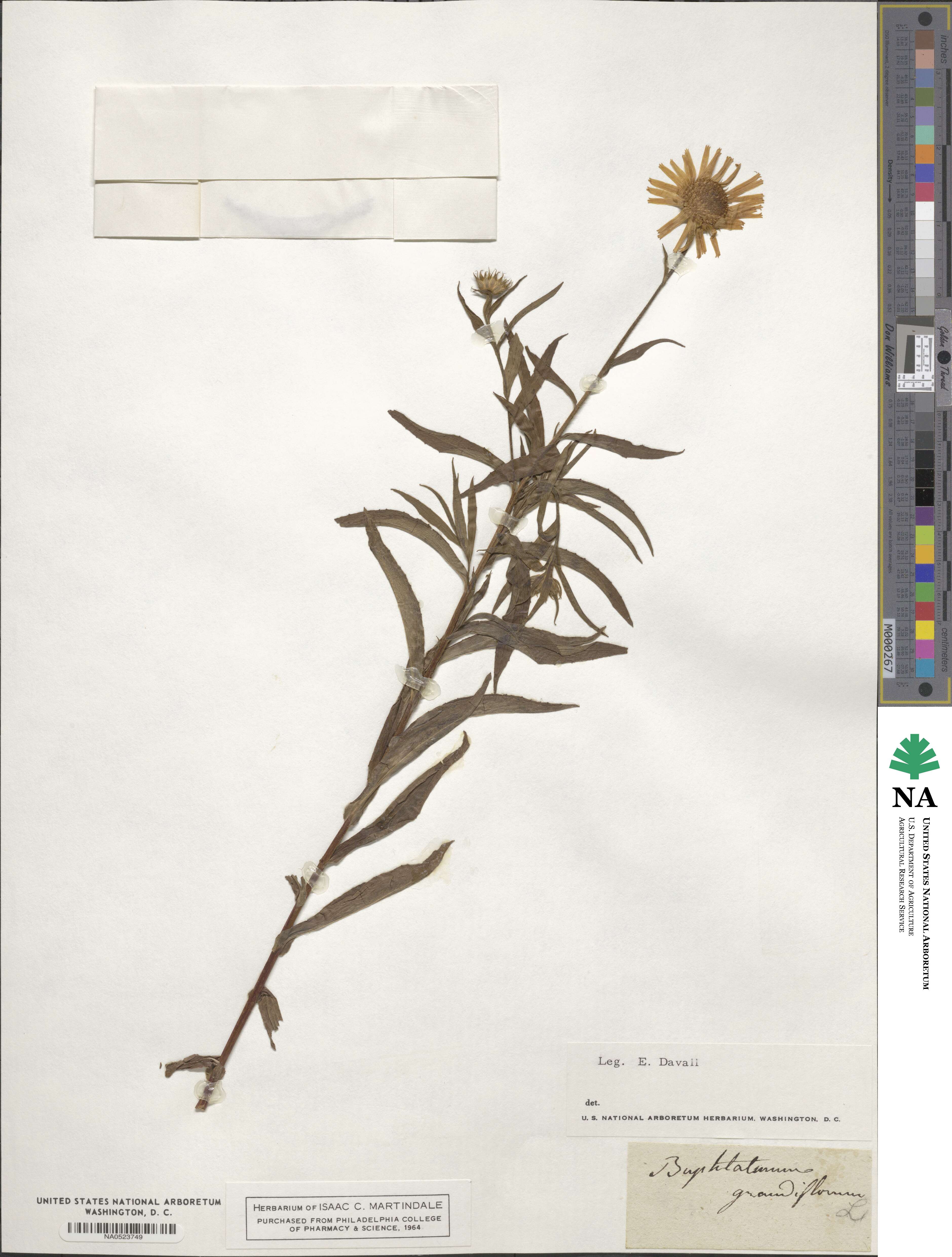 Buphthalmum salicifolium subsp. salicifolium image