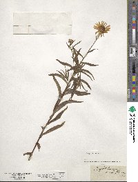 Buphthalmum salicifolium image