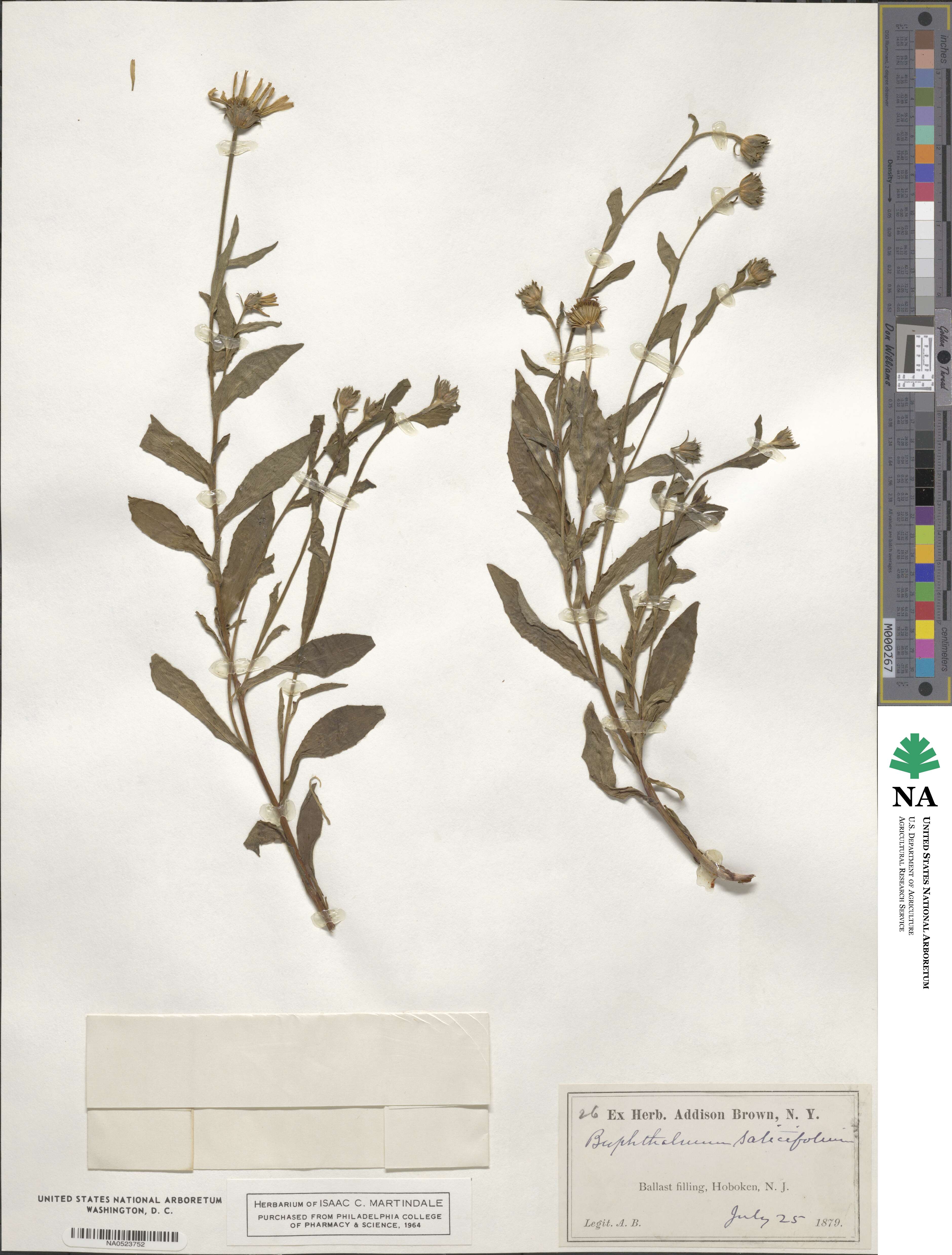 Buphthalmum salicifolium image