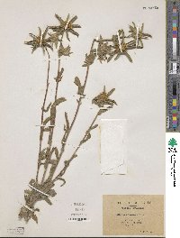 Pallenis spinosa image