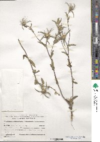 Pallenis spinosa image