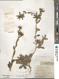 Pallenis spinosa image