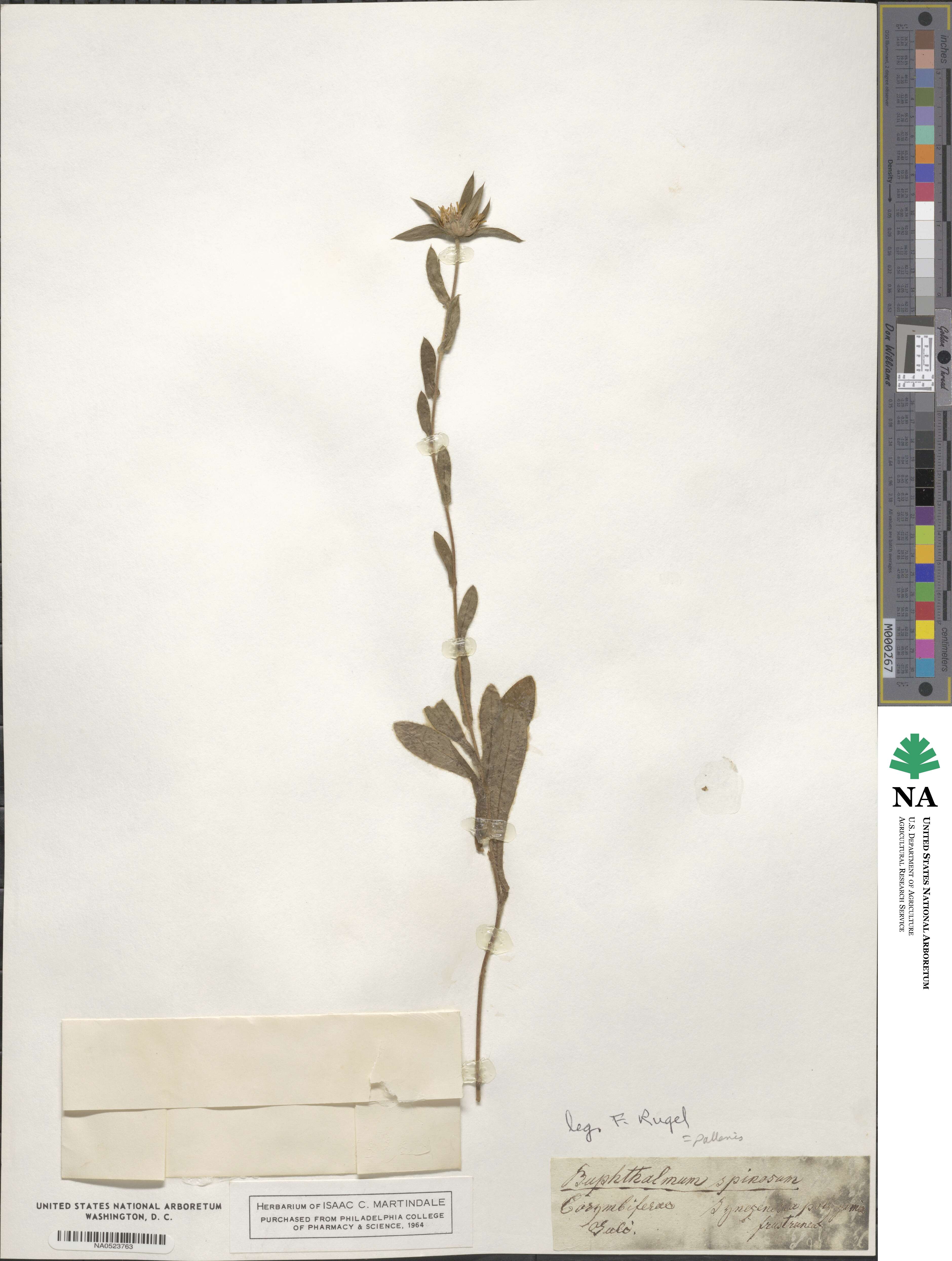 Pallenis spinosa image