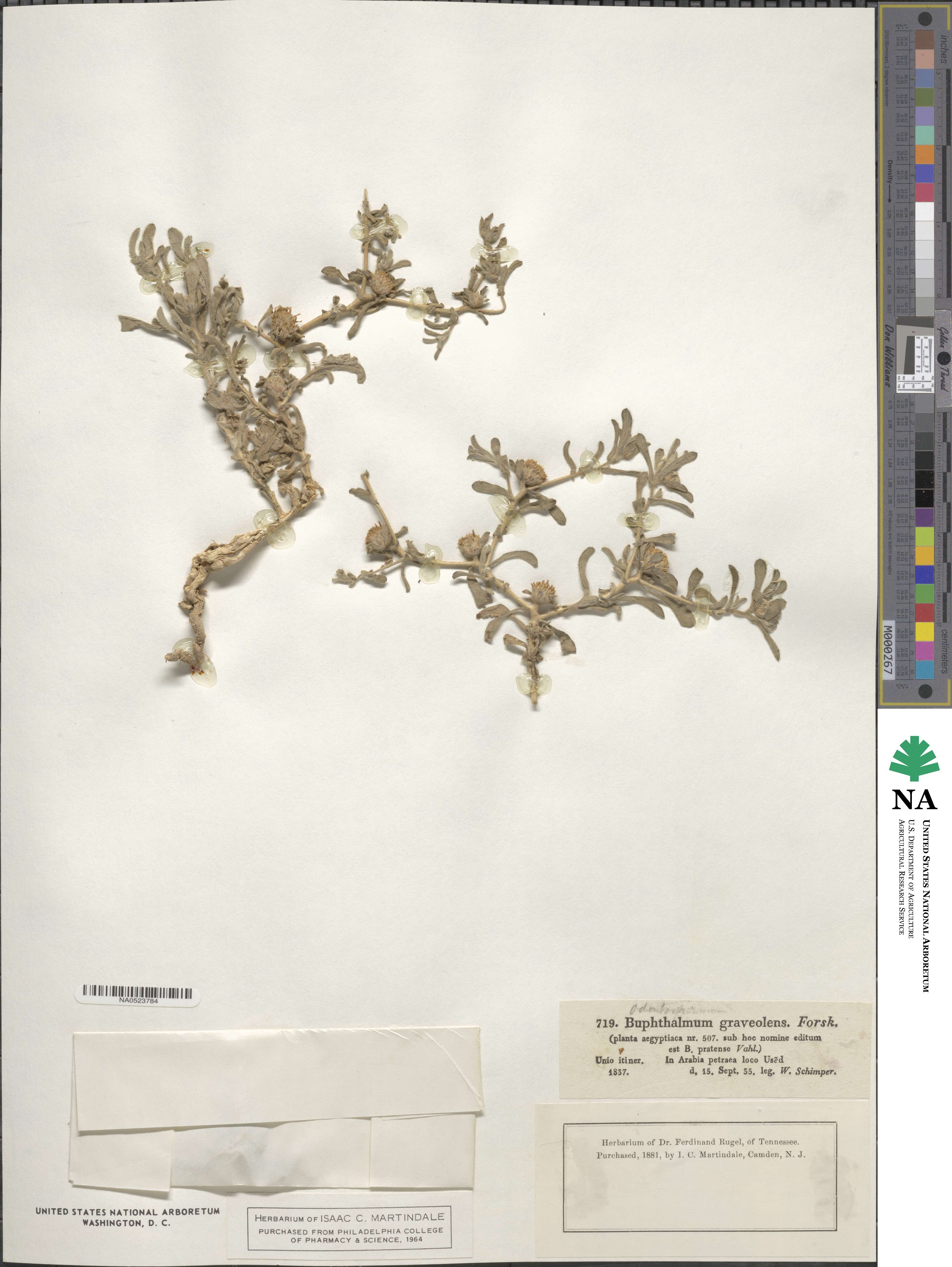 Asteriscus graveolens subsp. graveolens image