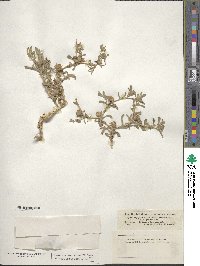 Asteriscus graveolens subsp. graveolens image