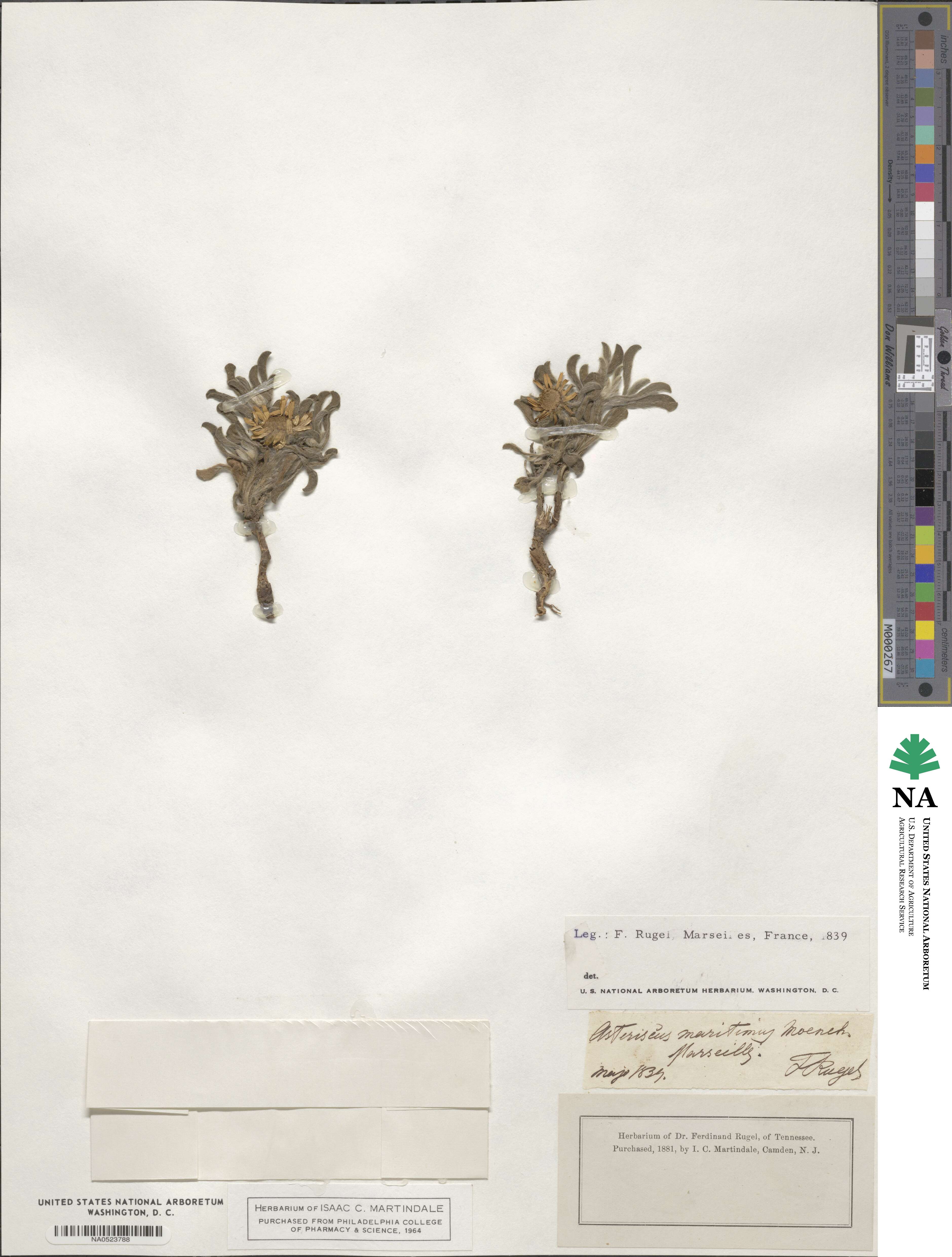 Pallenis maritima subsp. maritima image