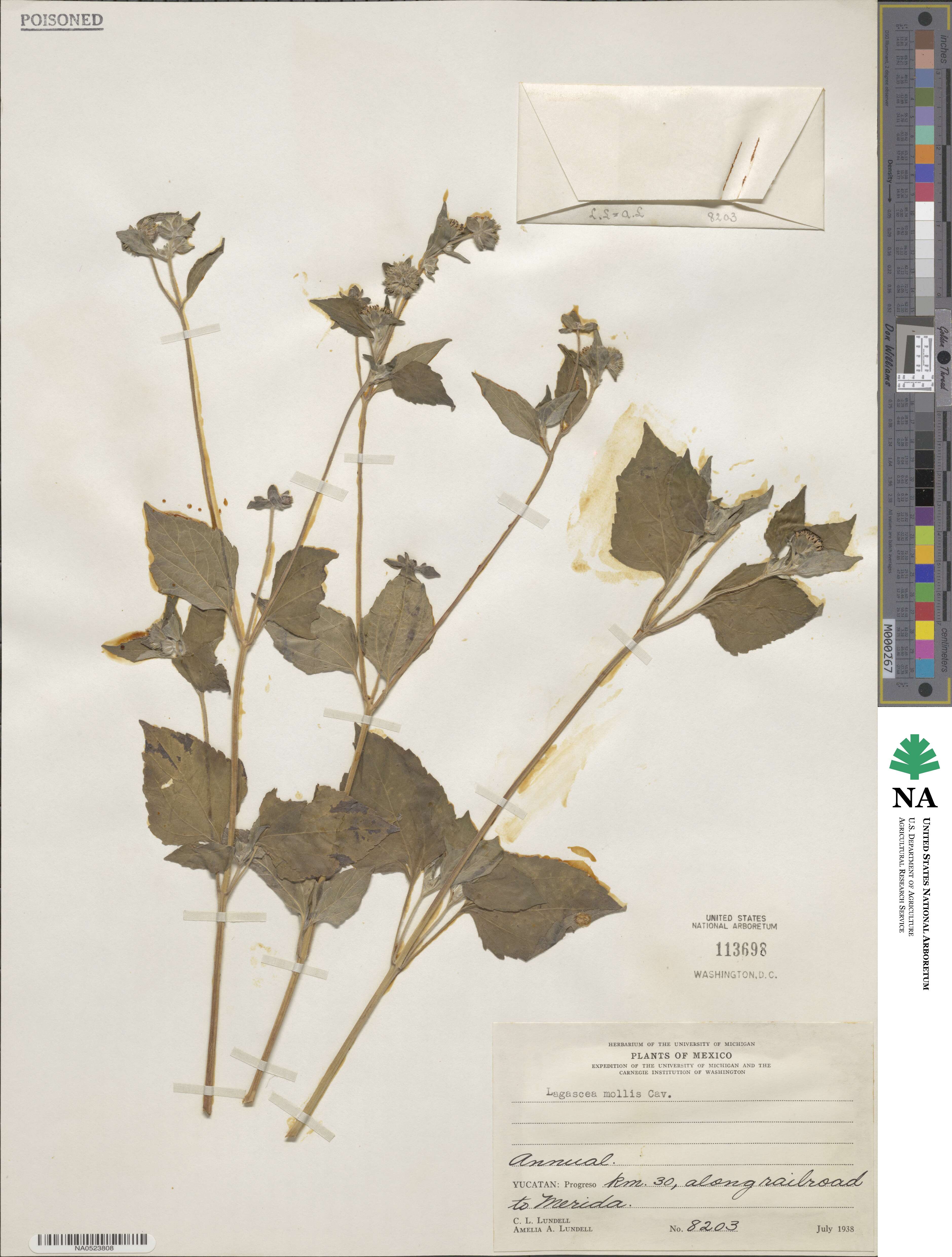 Lagascea mollis image