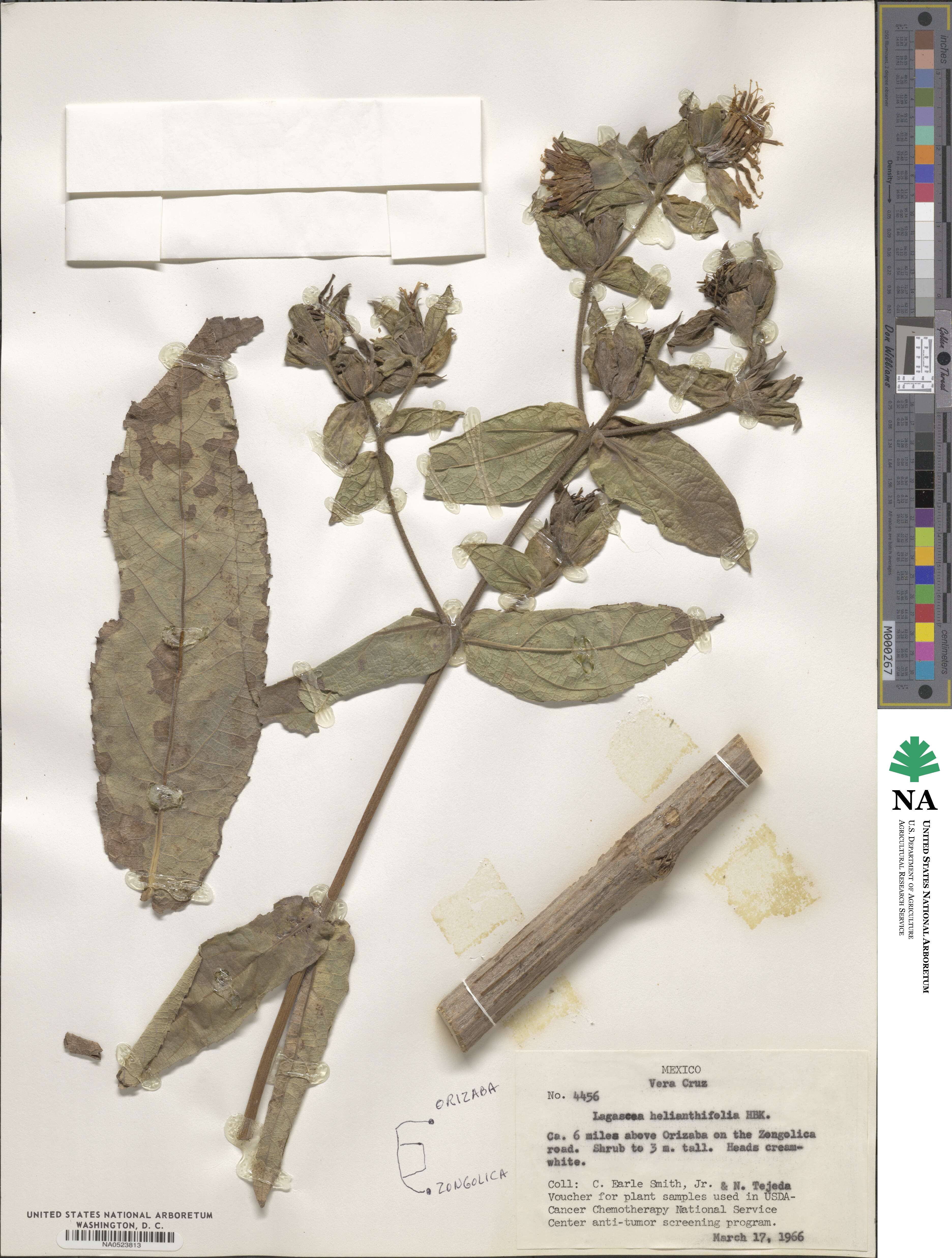 Lagascea helianthifolia image