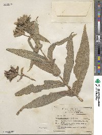 Lagascea helianthifolia image