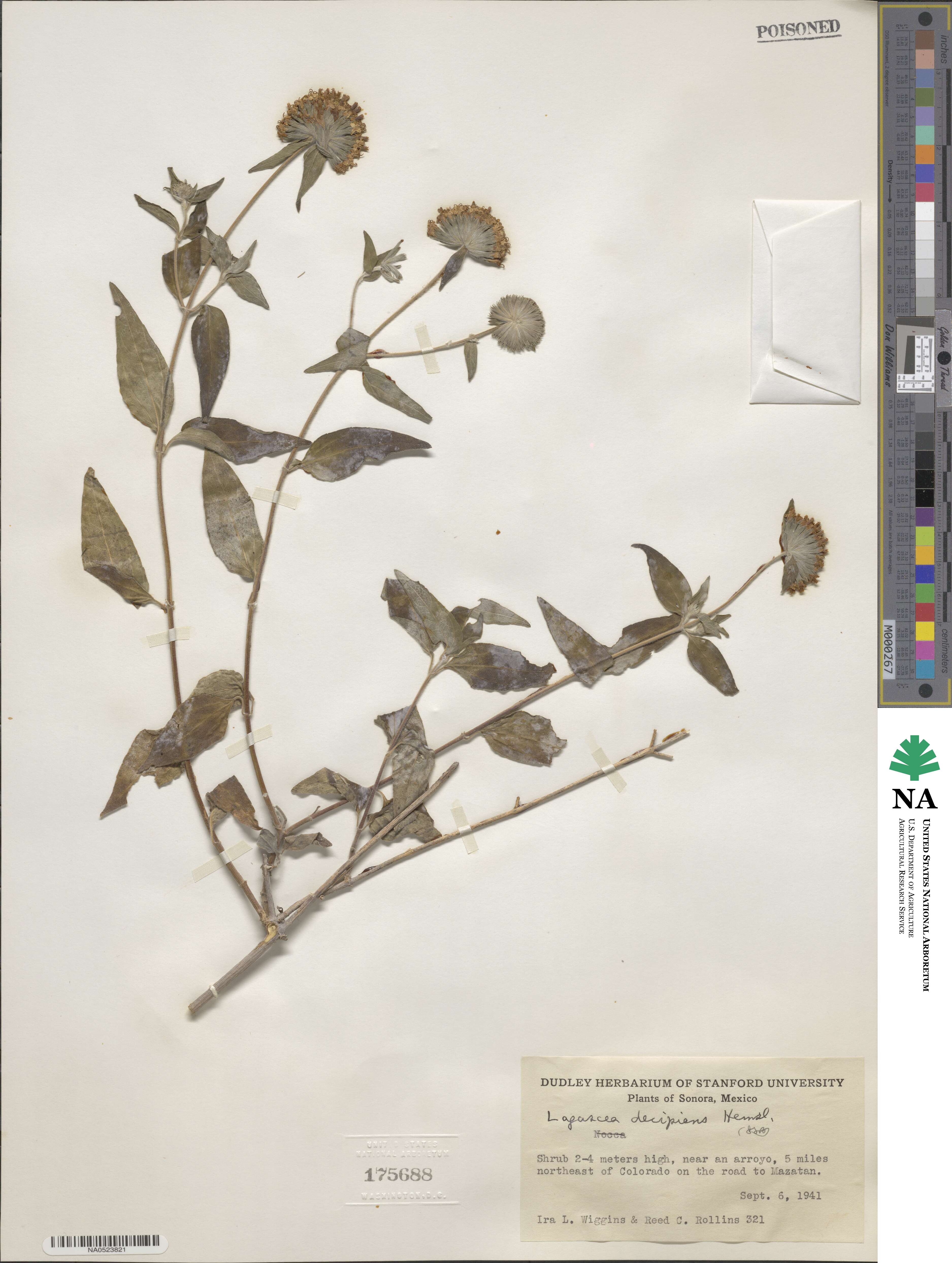 Lagascea decipiens image
