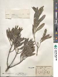 Lagascea angustifolia image