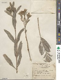 Lagascea angustifolia image