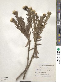 Osmitopsis asteriscoides image