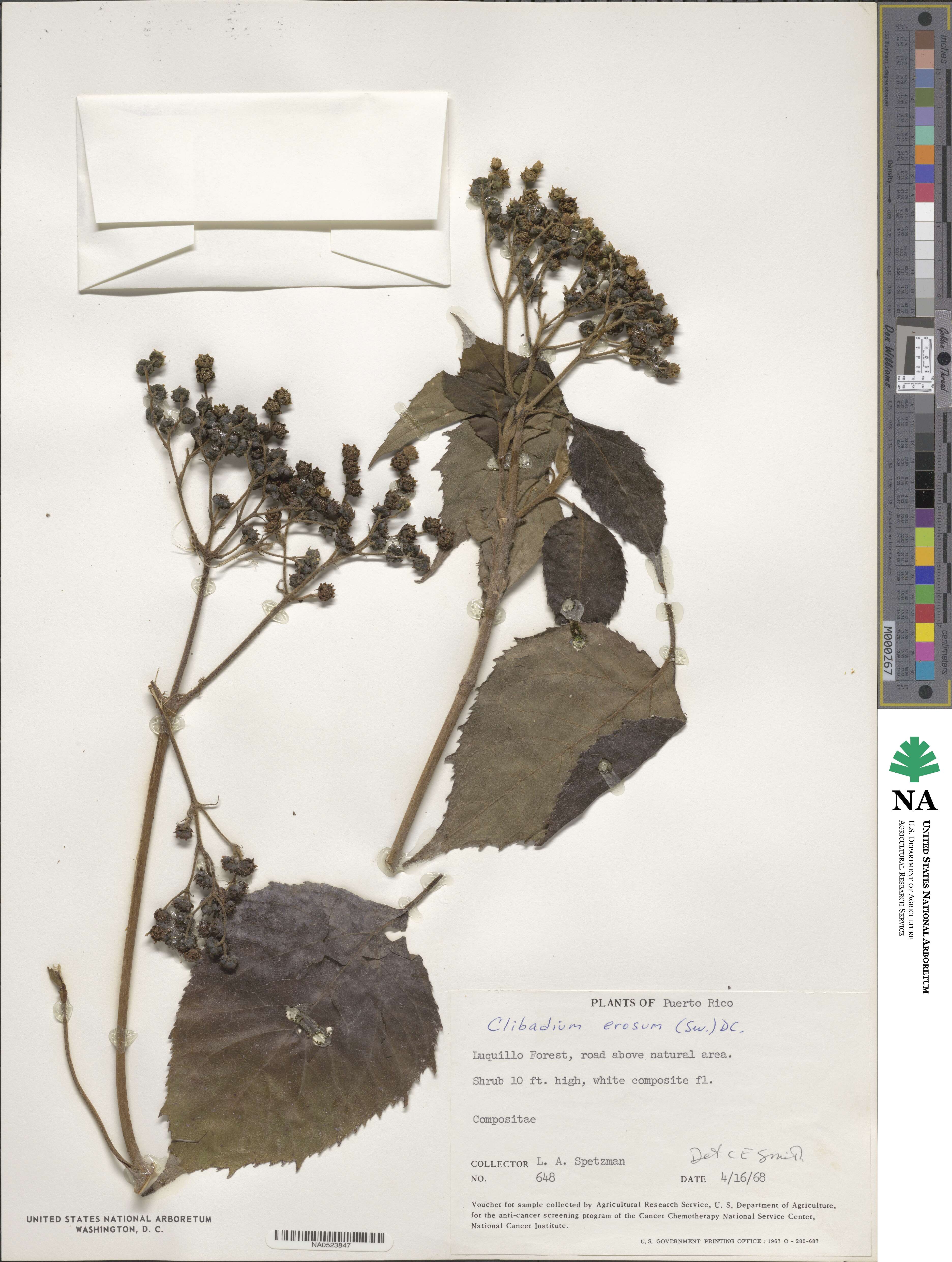 Clibadium erosum image