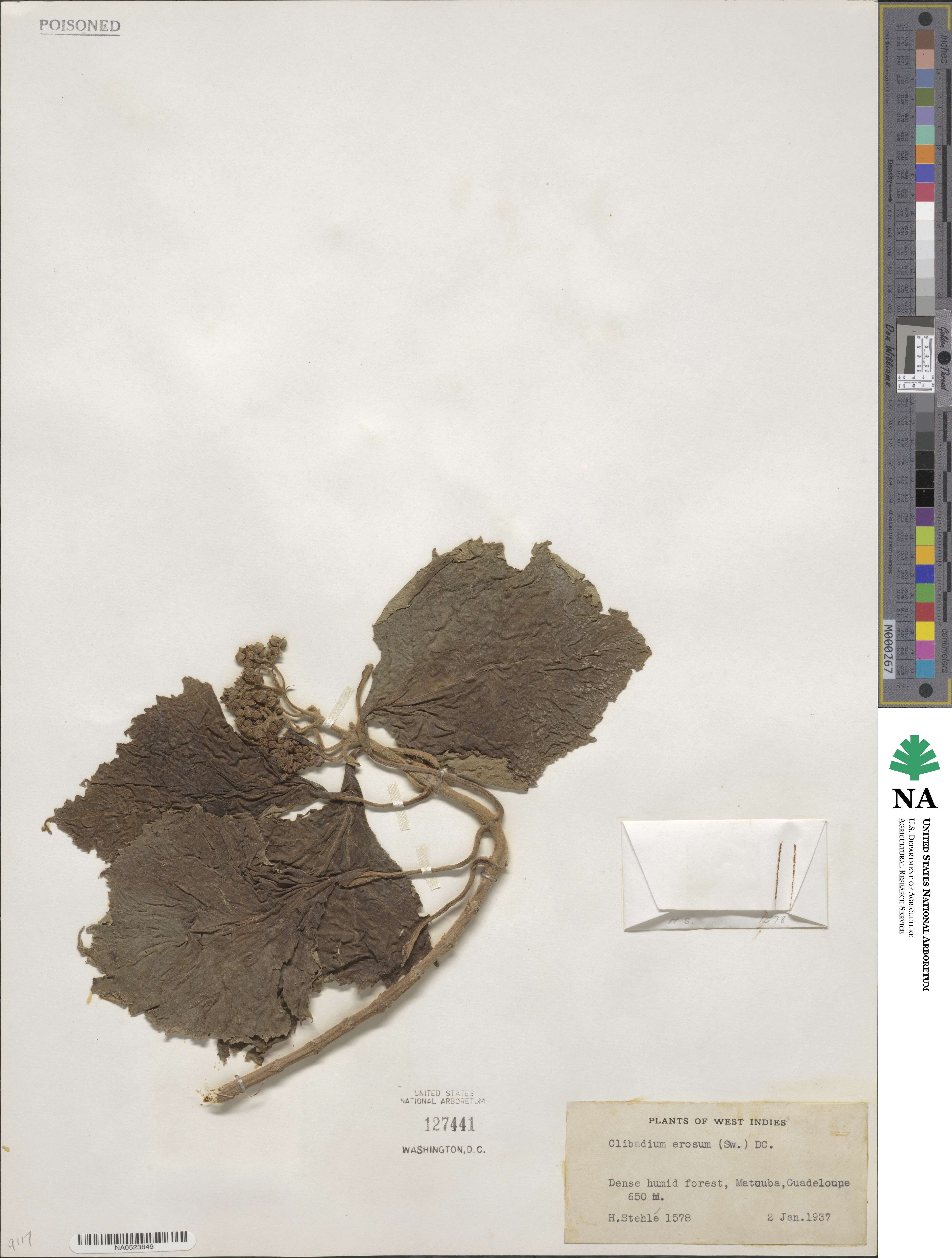 Clibadium erosum image