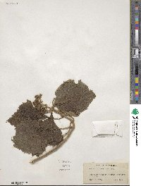 Clibadium erosum image