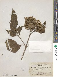 Clibadium arboreum image