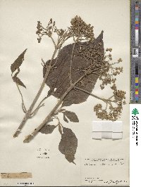 Clibadium arboreum image