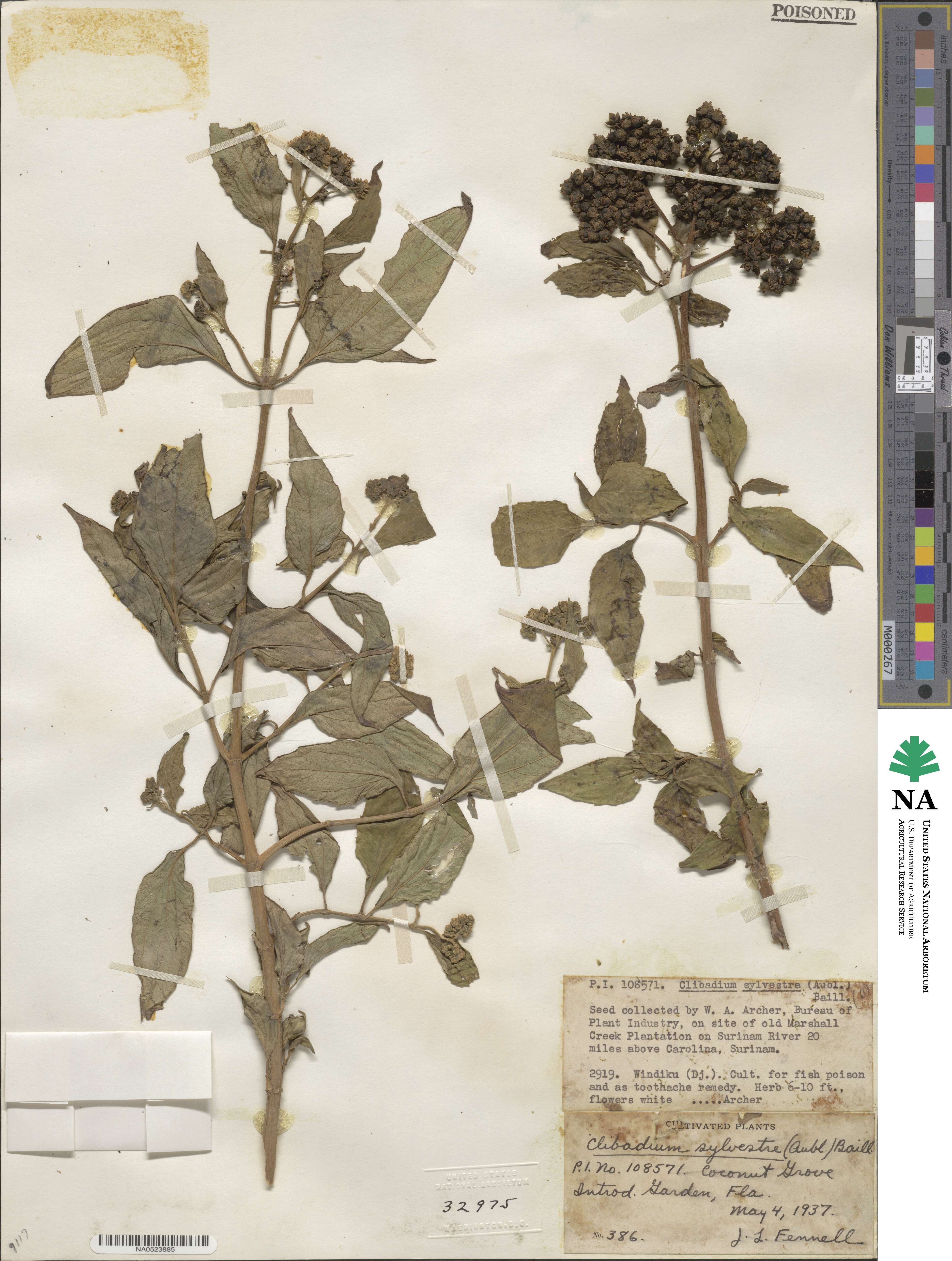 Clibadium sylvestre image