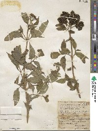 Clibadium sylvestre image