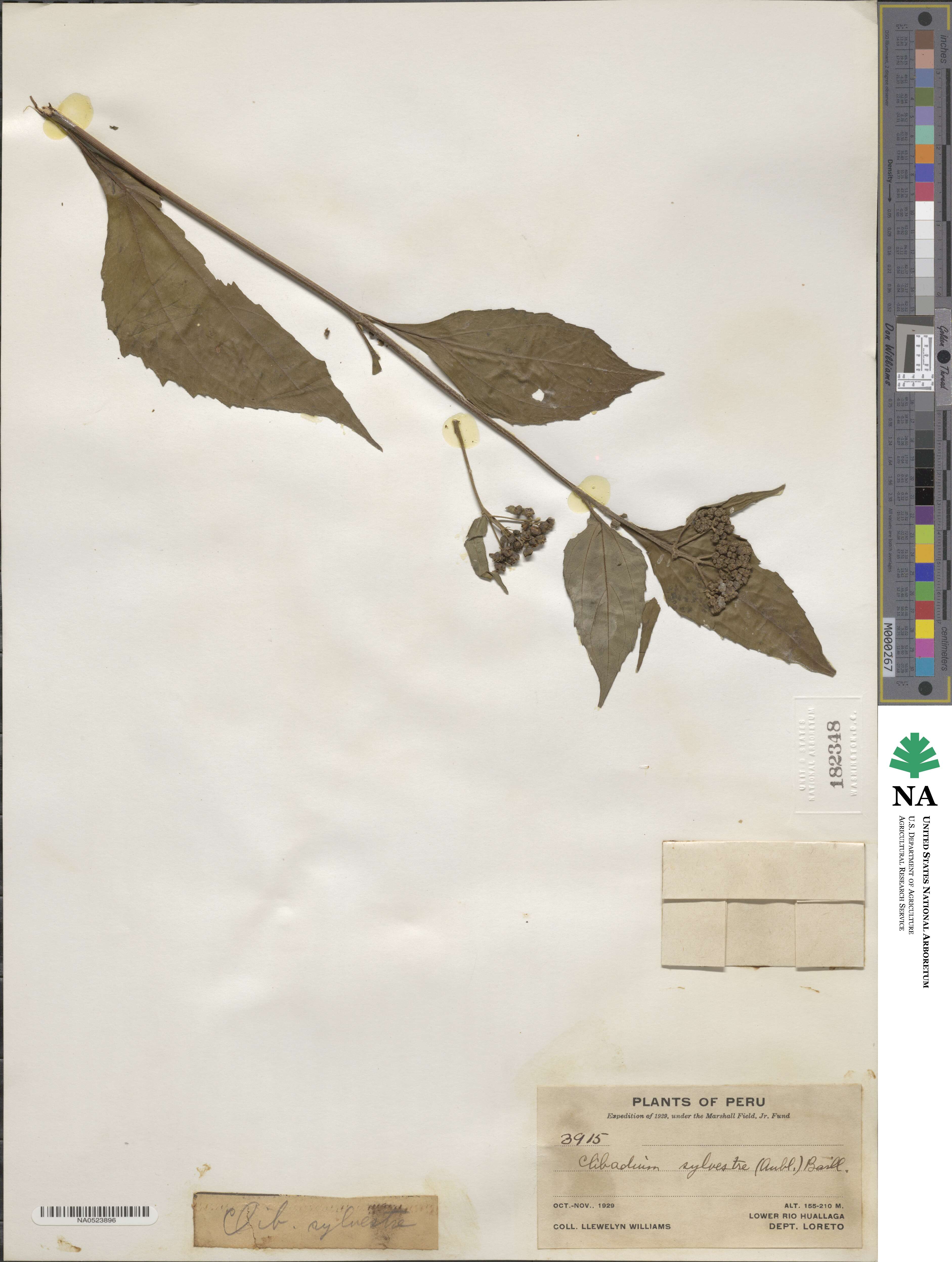 Clibadium image