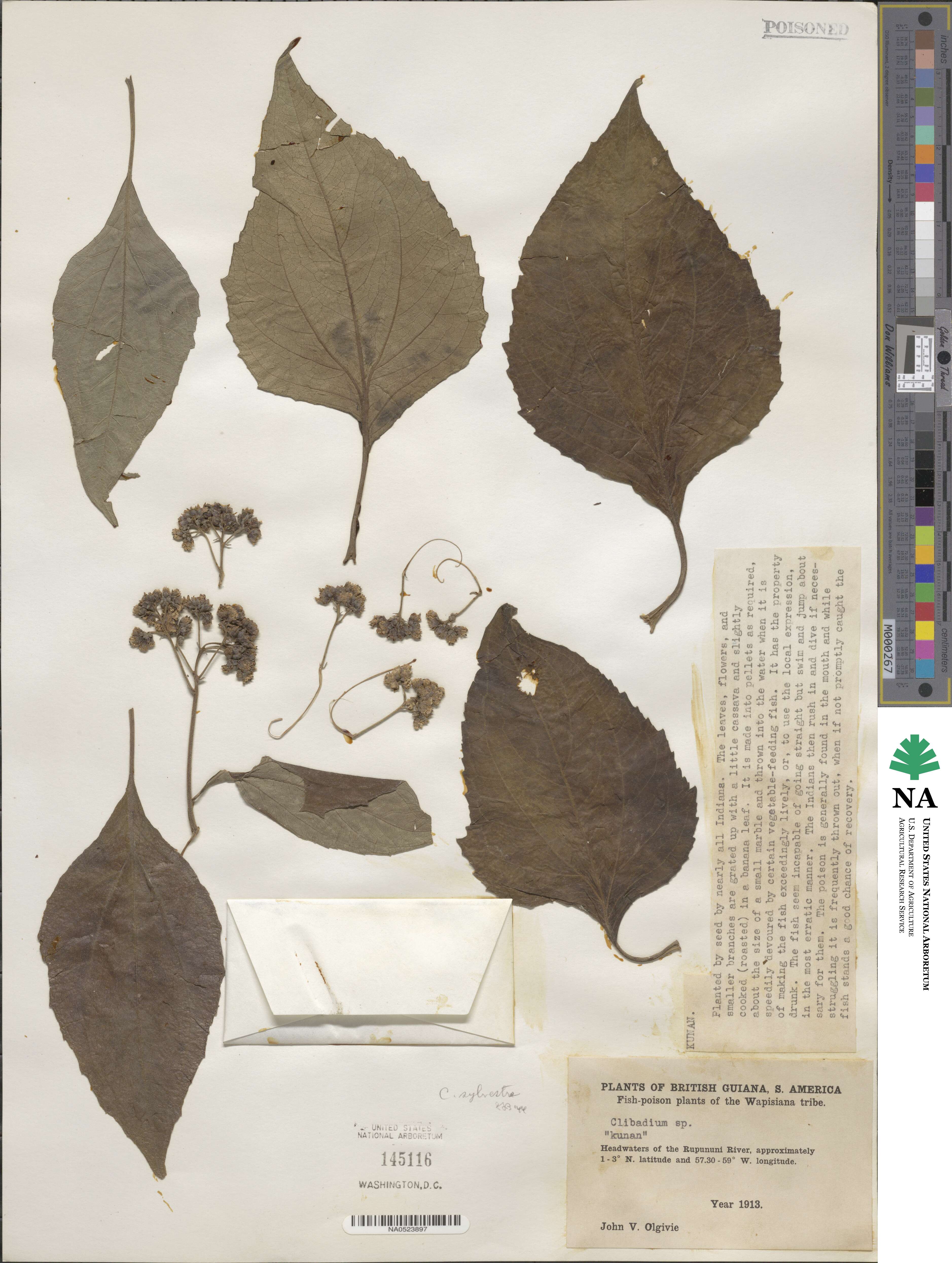 Clibadium sylvestre image