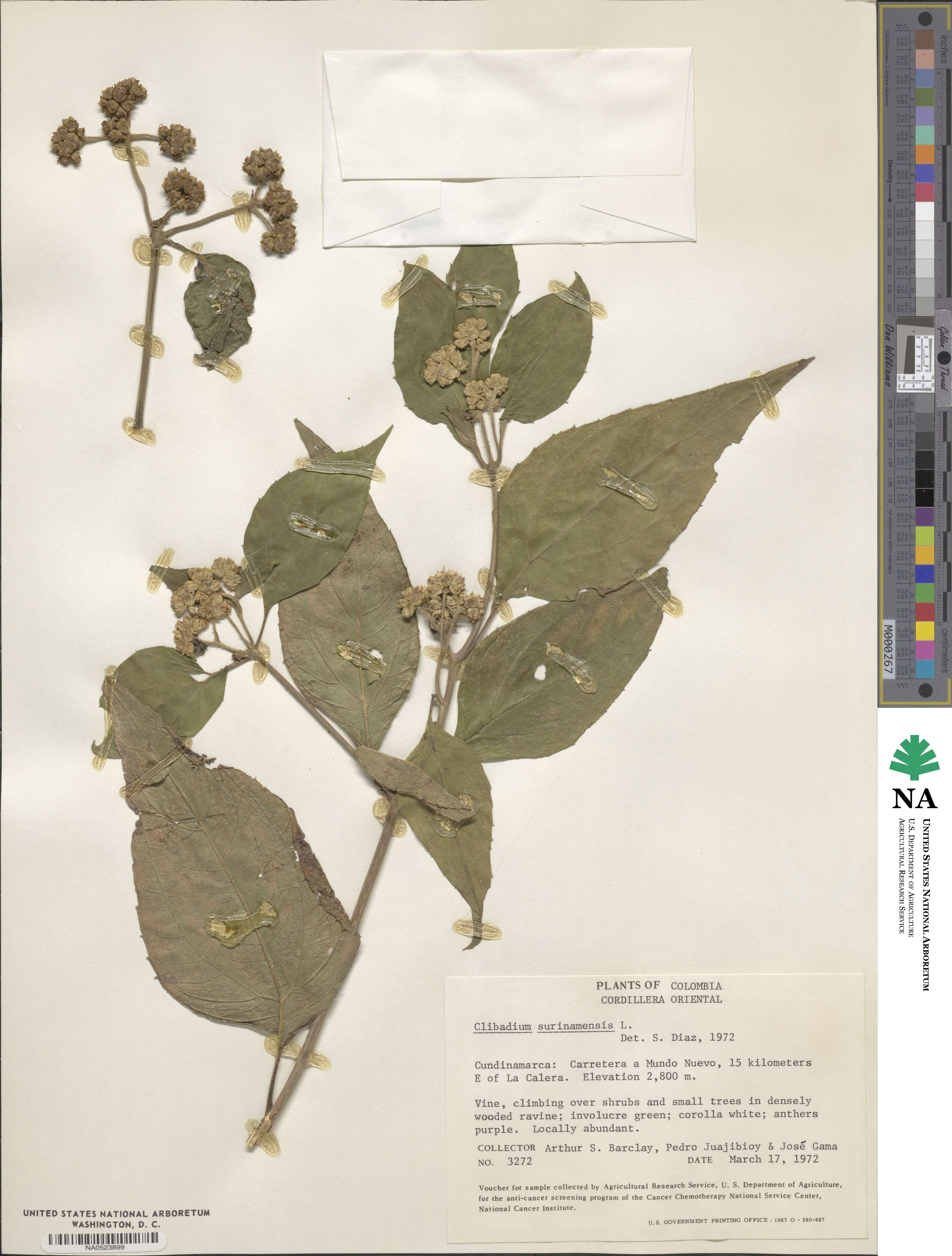 Clibadium surinamense image