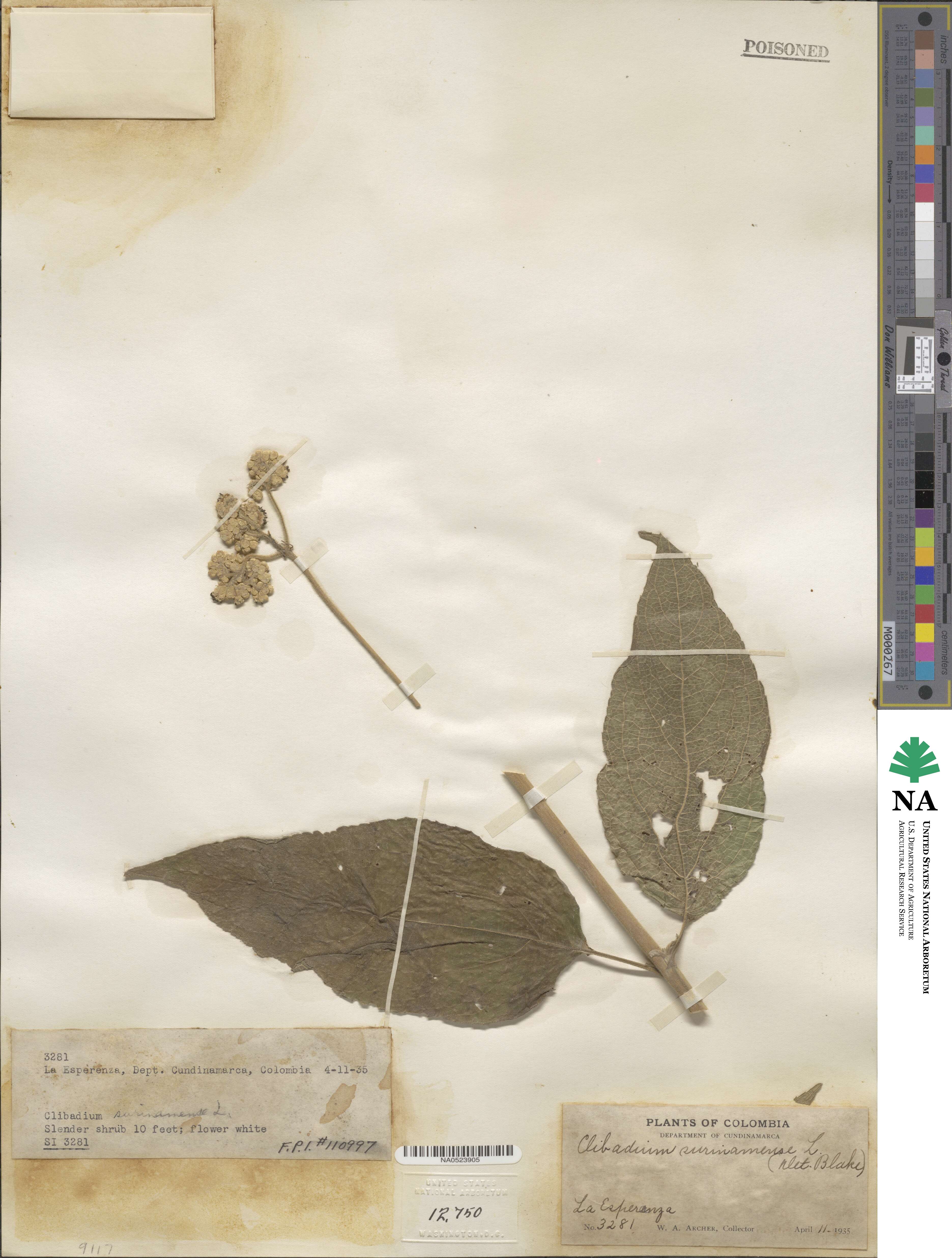 Clibadium surinamense image