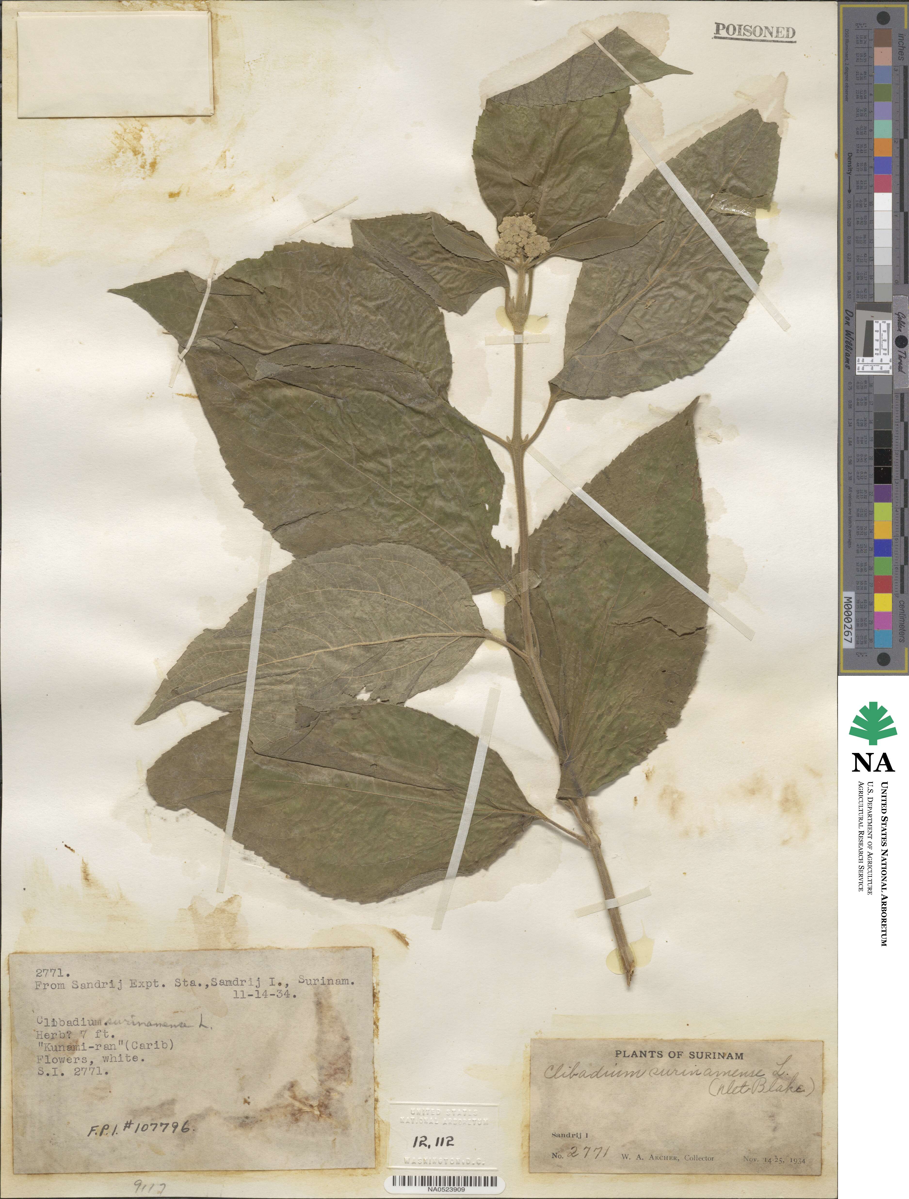 Clibadium image