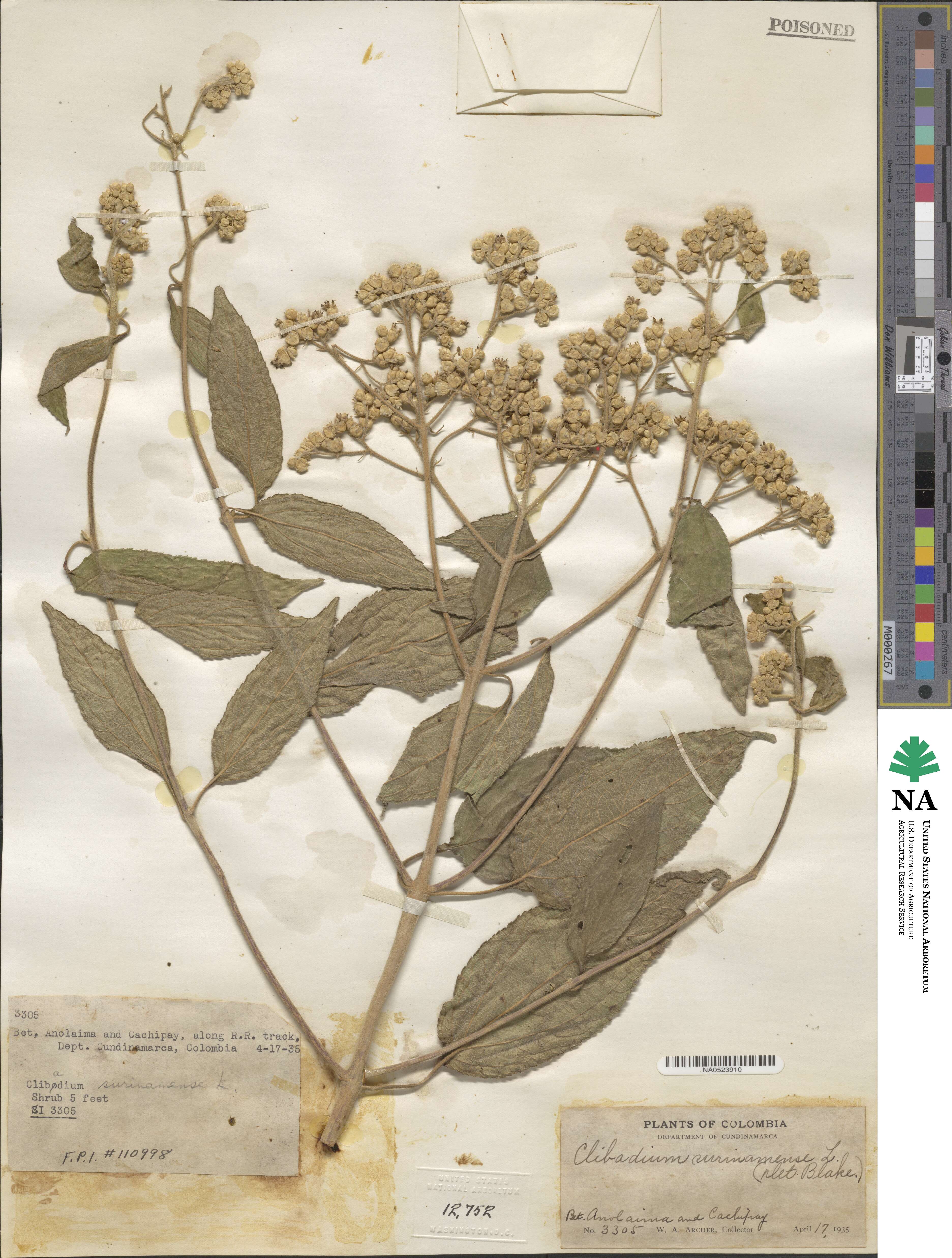 Clibadium surinamense image