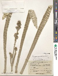 Espeletia argentea image