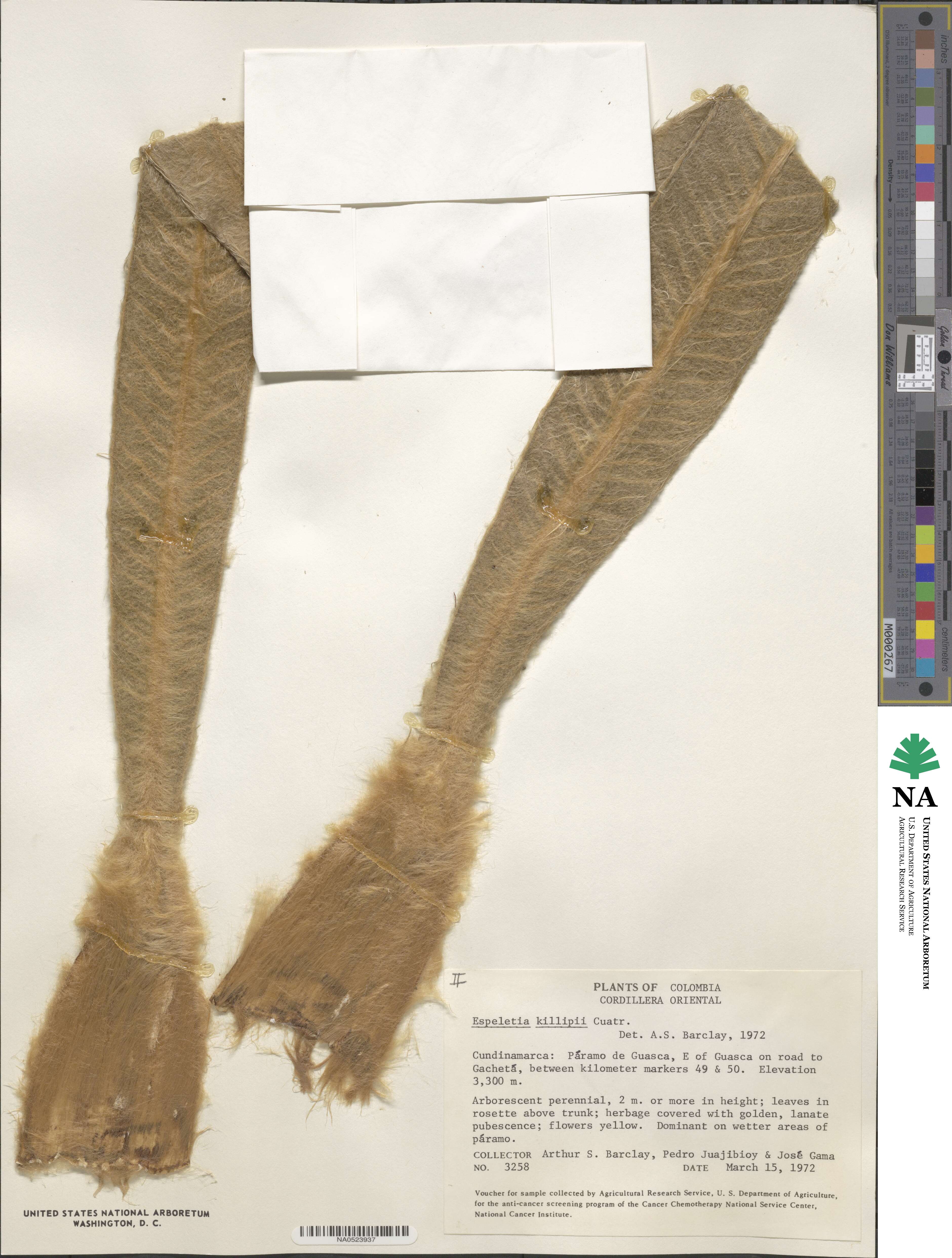 Espeletia image