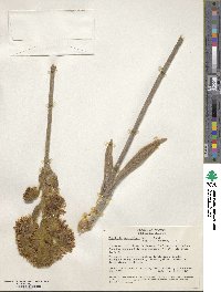 Image of Espeletia grandiflora