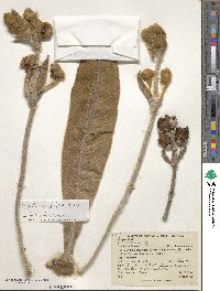 Espeletia grandiflora image