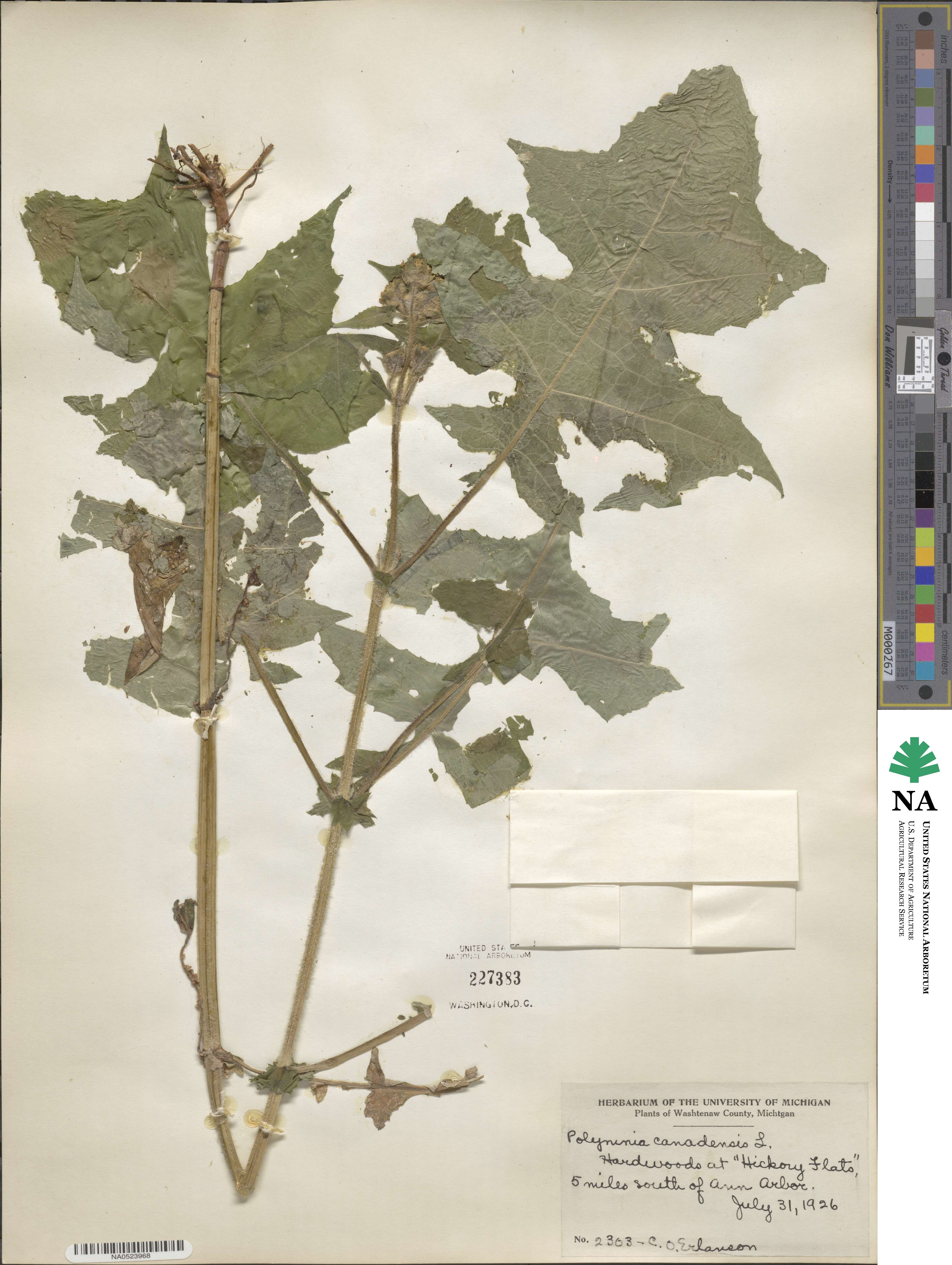 Polymnia canadensis image