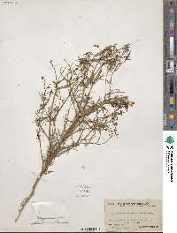 Image of Dicranocarpus parviflorus