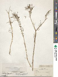 Dicranocarpus parviflorus image