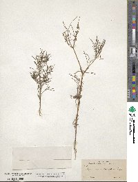 Dicranocarpus parviflorus image