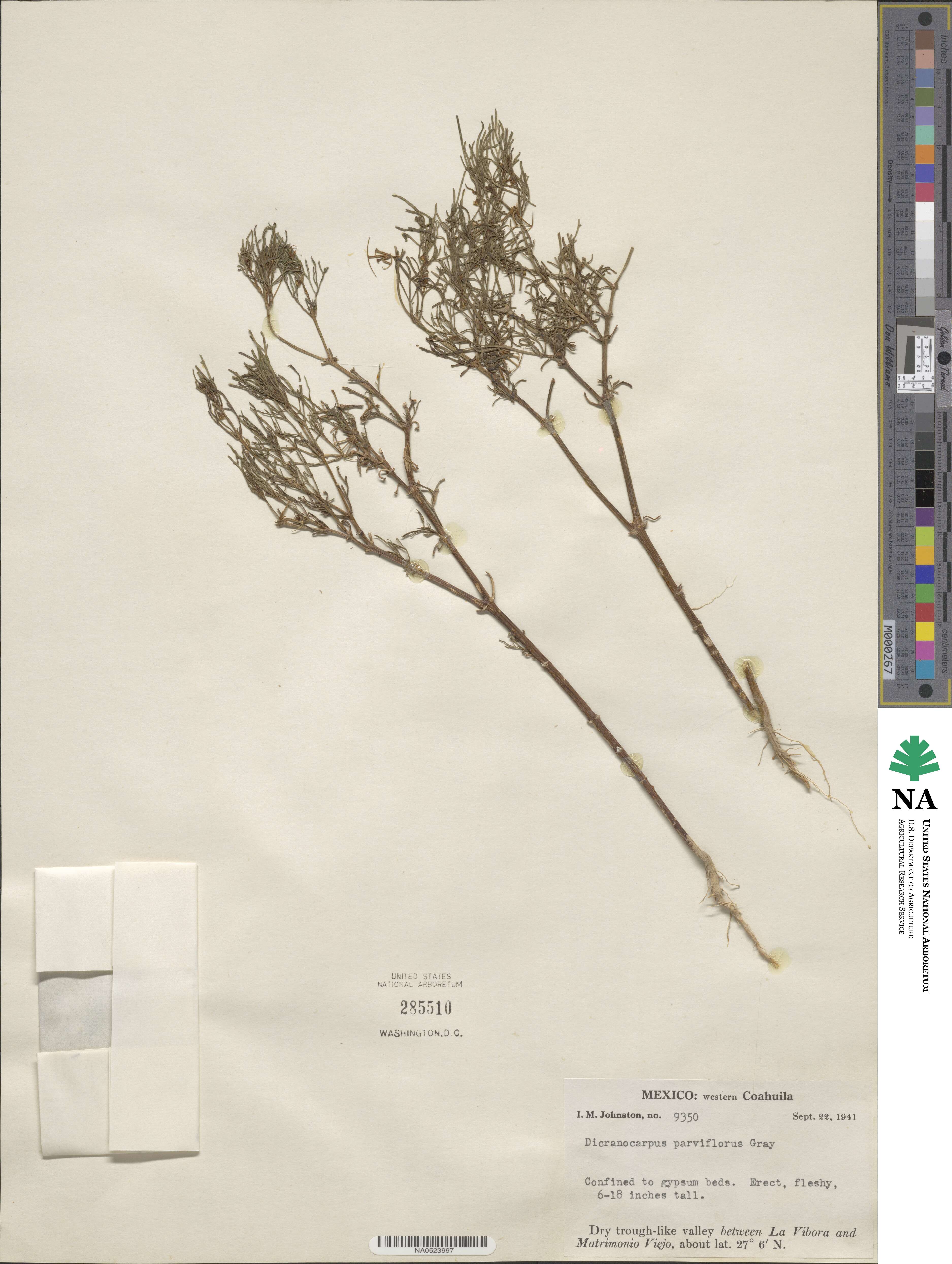 Dicranocarpus parviflorus image