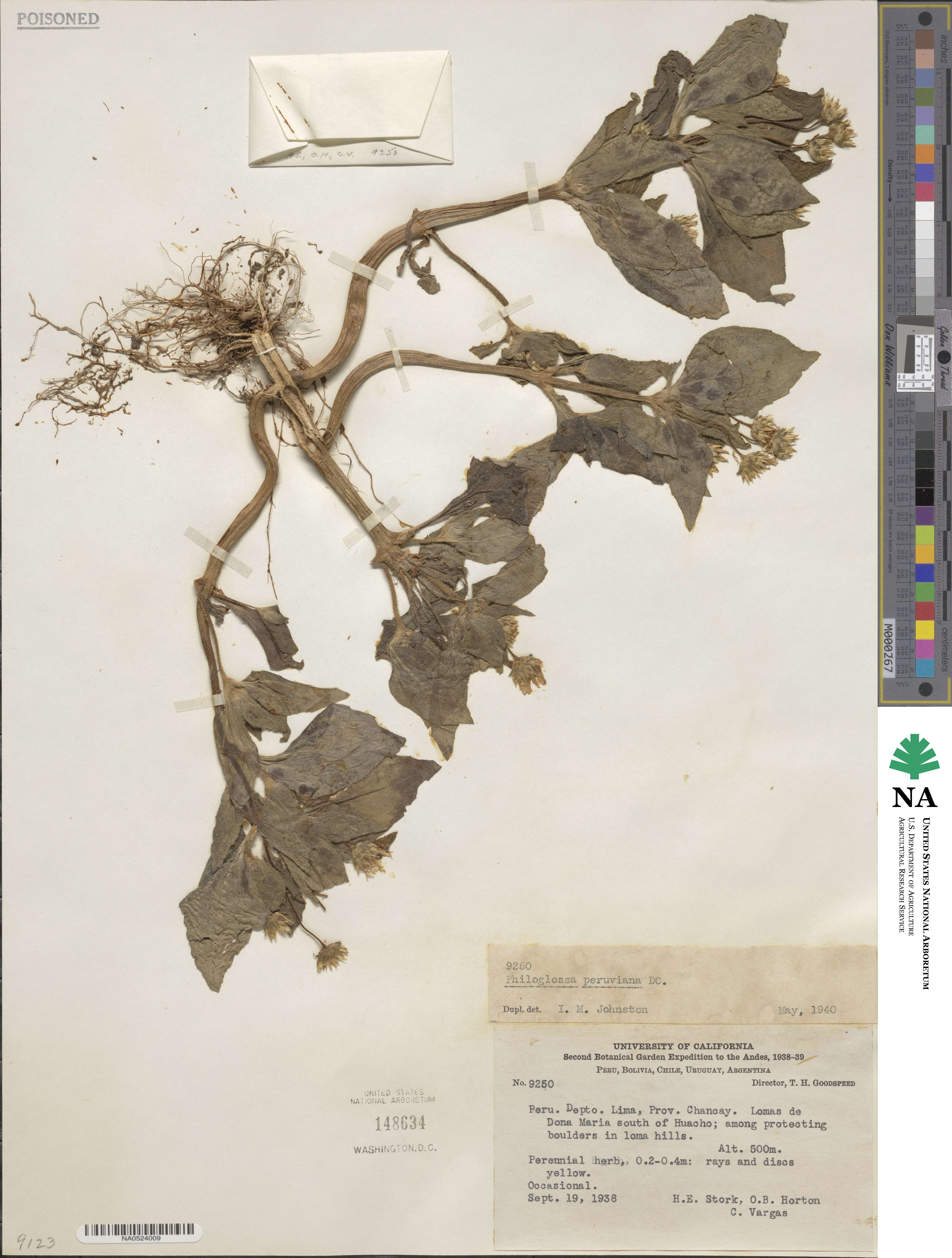 Philoglossa peruviana image