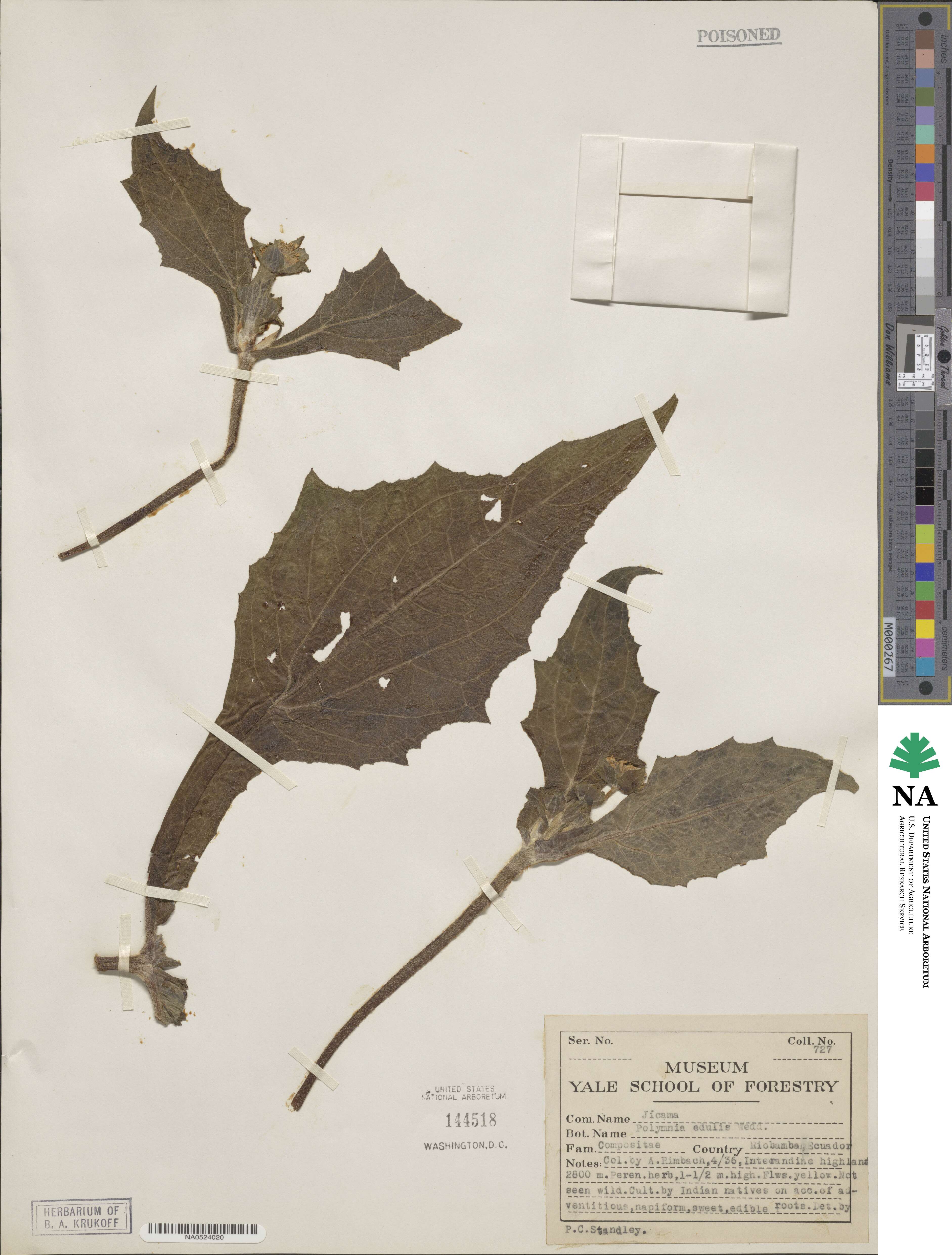 Smallanthus sonchifolius image