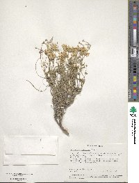 Melampodium leucanthum image