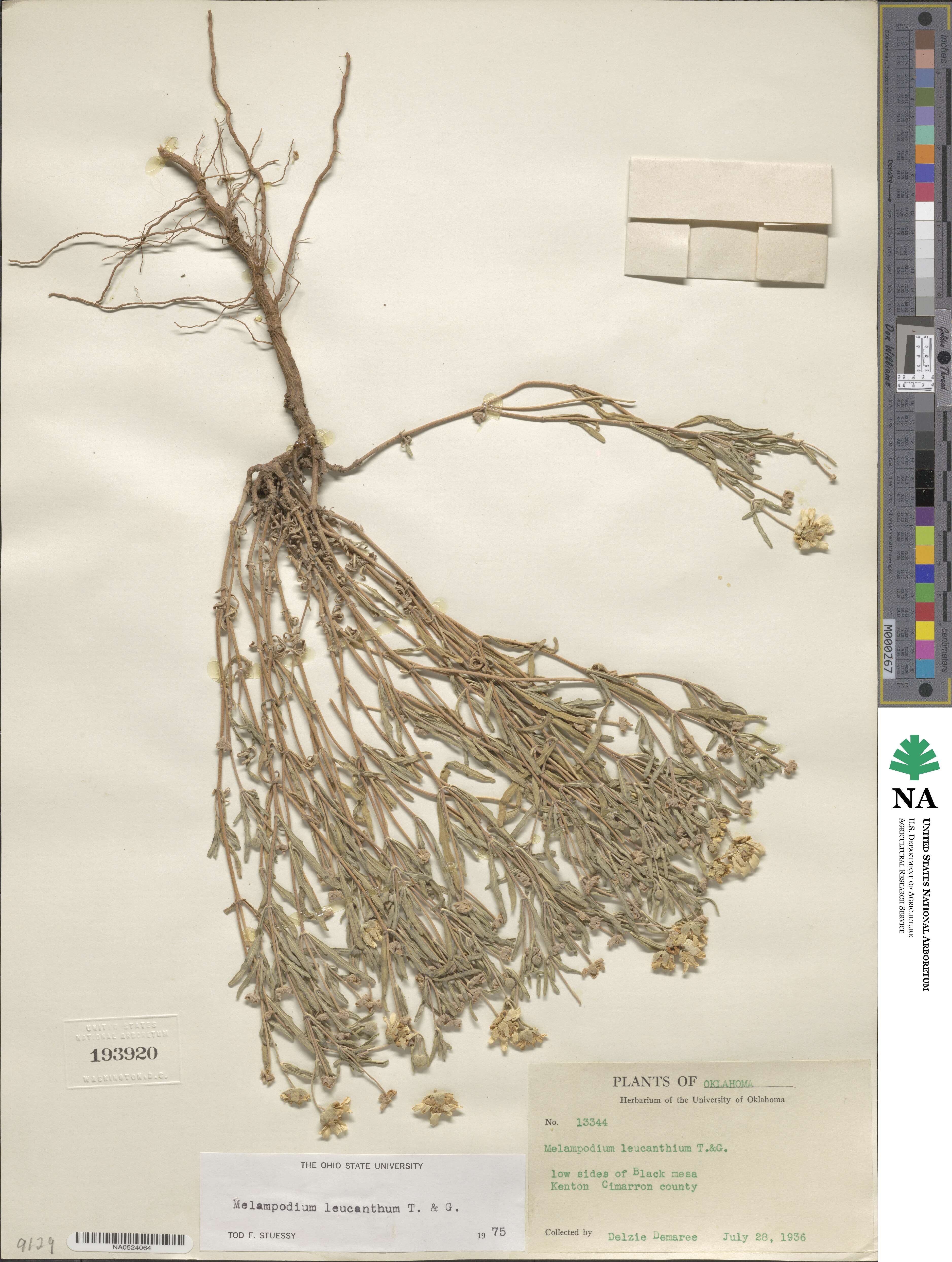 Melampodium image