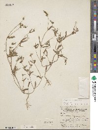 Melampodium sericeum image