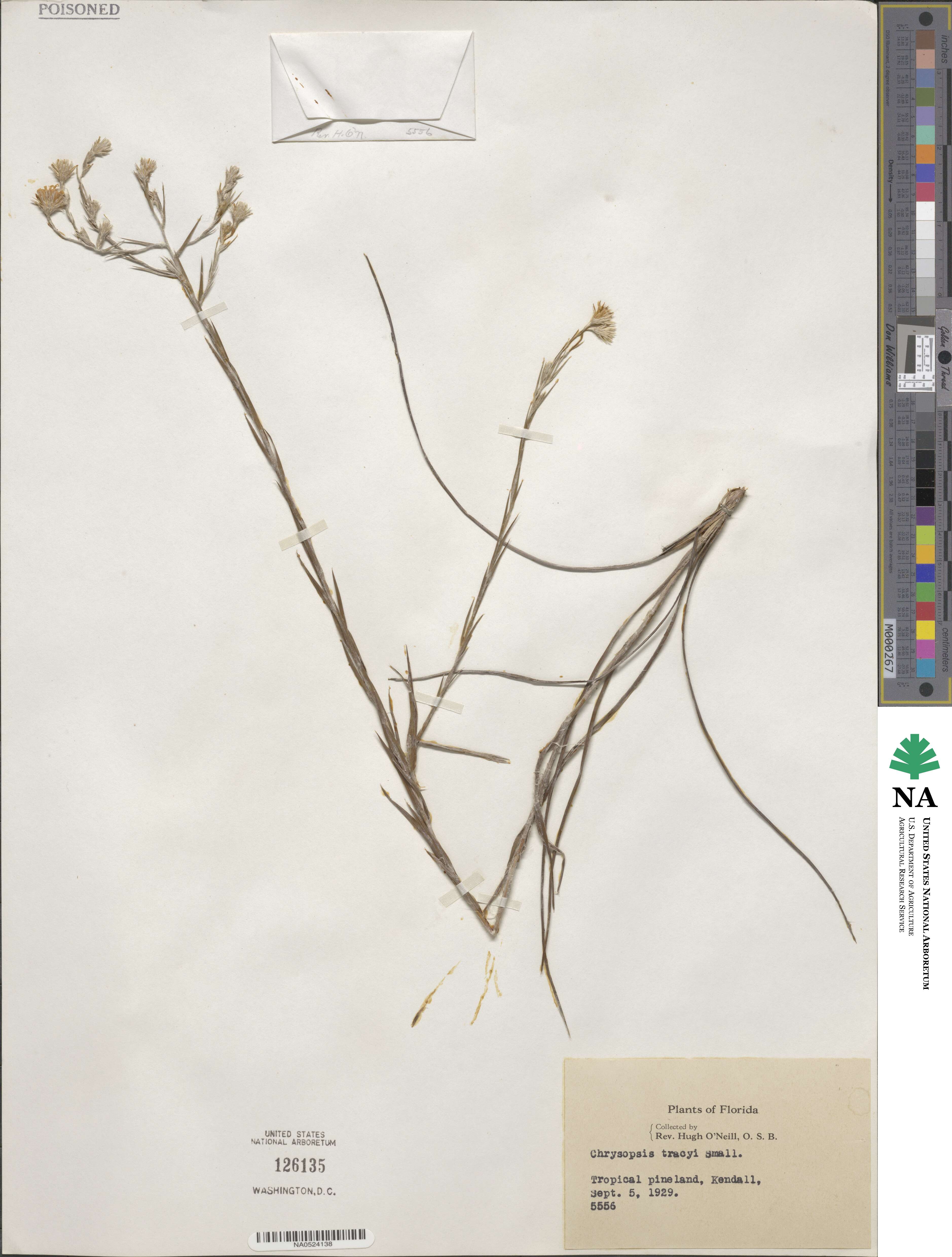 Pityopsis tracyi image