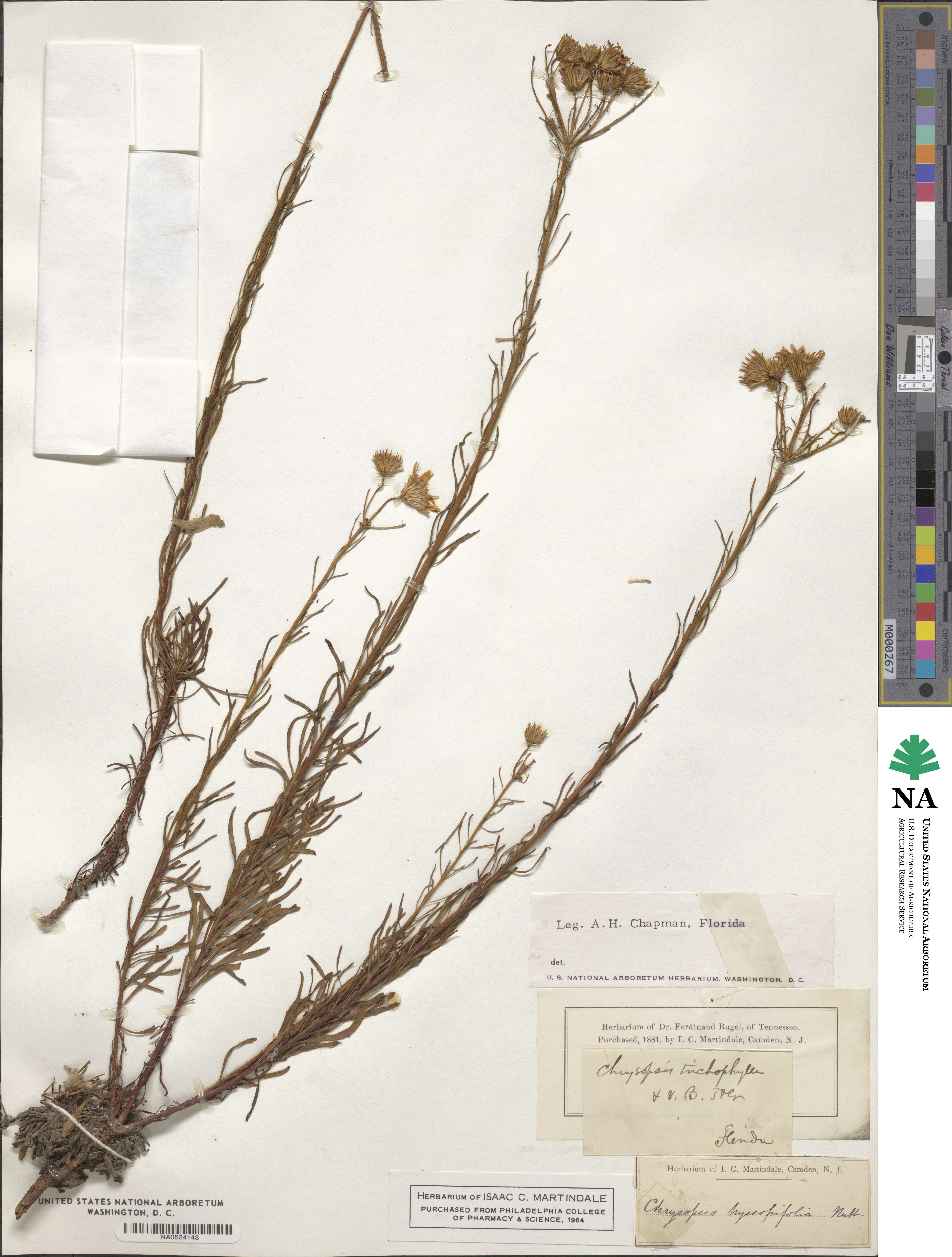 Chrysopsis gossypina subsp. gossypina image