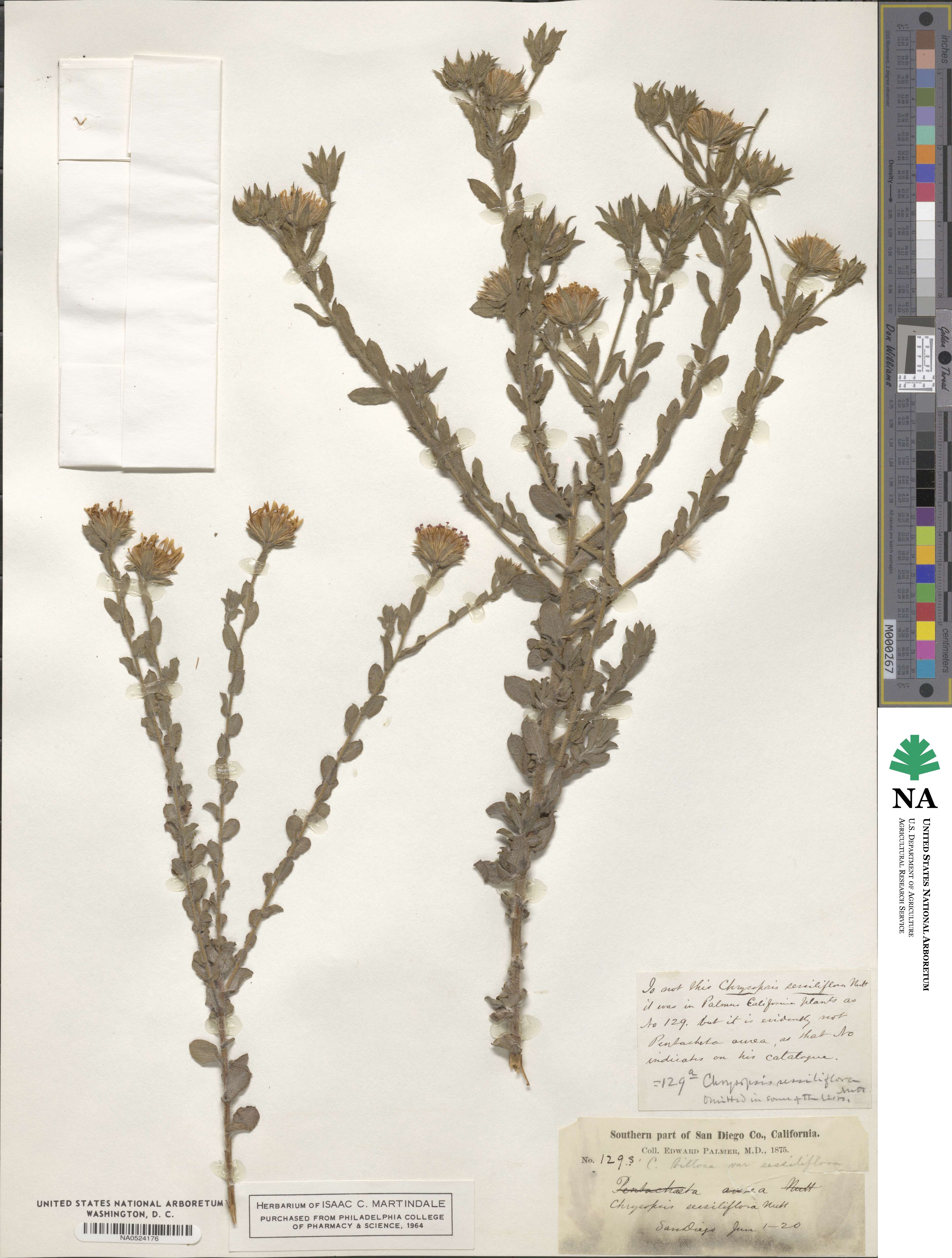 Heterotheca sessiliflora image