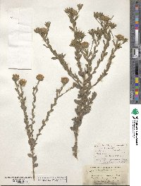 Heterotheca sessiliflora image