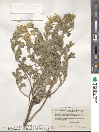 Heterotheca sessiliflora image