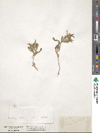 Heterotheca angustifolia image